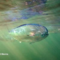 snorkel-el-hierro-peces-y-aguas-marinas1-1920w