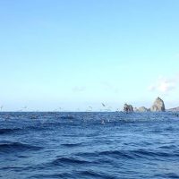 snorkel-el-hierro-peces-y-aguas-marinas10-1920w