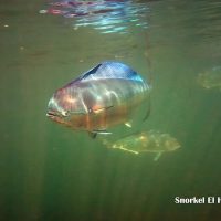snorkel-el-hierro-peces-y-aguas-marinas2-1920w