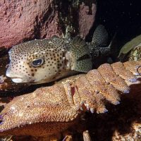 snorkel-el-hierro-peces-y-aguas-marinas5-1920w