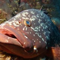 snorkel-el-hierro-peces-y-aguas-marinas6-1920w