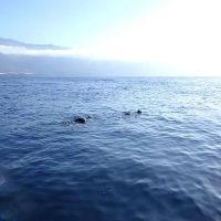 snorkel-el-hierro-peces-y-aguas-marinas9-1920w